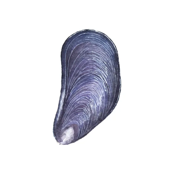 Watercolor mussel on the white background, aquarelle. Vector illustration. — Stock Vector