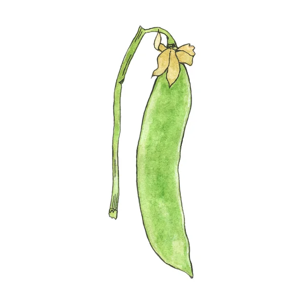 Green pea. Hand-drawn fresh vegetable. Real watercolor drawing. Vector illustration. — Wektor stockowy