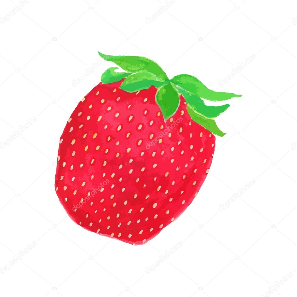 Strawberry. Handdrawn berry. Real watercolor drawing. Vector