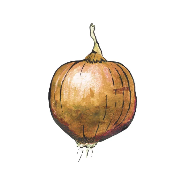 Gold onion. Hand-drawn fresh vegetable. Real watercolor drawing. Vector illustration. — Διανυσματικό Αρχείο