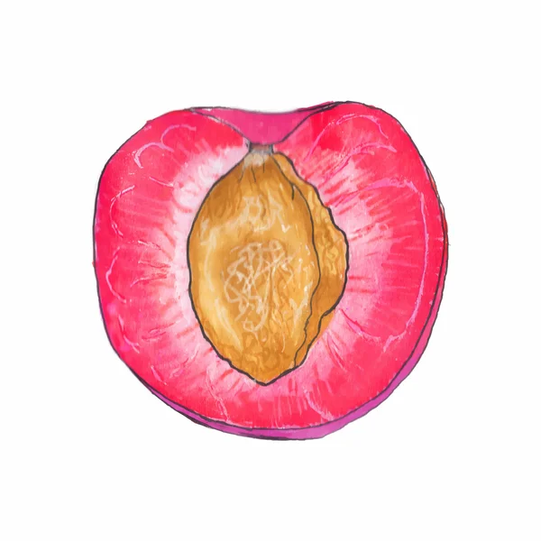 Plum. Hand-drawn half of prune. Real watercolor drawing. Vector illustration. — Wektor stockowy