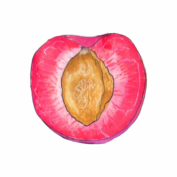 Plum. Hand-drawn half of prune. Real watercolor drawing. Vector illustration. — Stok Vektör