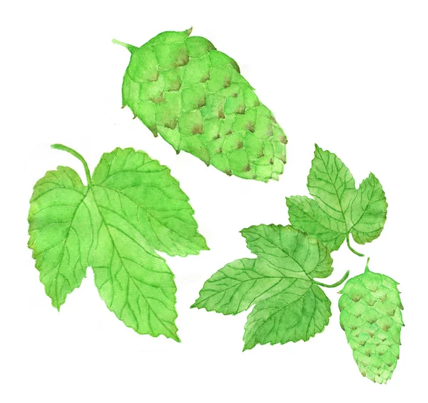 Hop, beer brewing set. Hand-drawn flower and leaves. Real watercolor drawing. — Stock fotografie