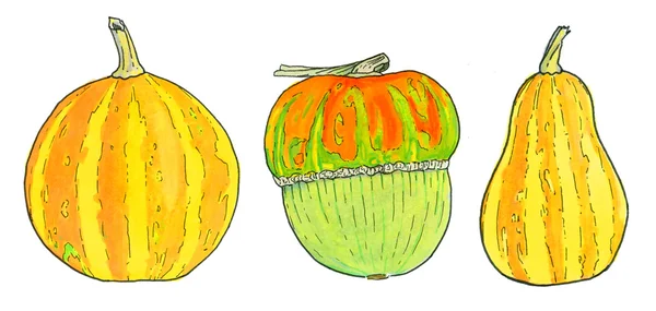 Pumpkin. Hand-drawn three different pumpkins. — Stockfoto