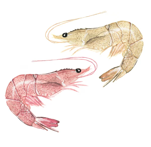 Prawns or shrimps - seafood and marine cuisine. Real watercolor drawing. — Stock Photo, Image