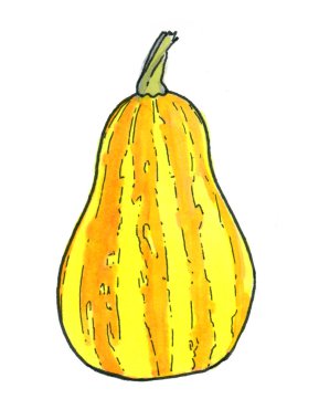 Balkabağı. Çizilmiş sebze çizgili.