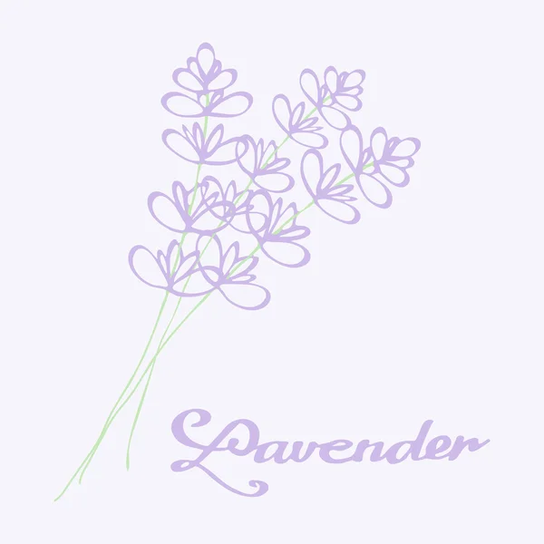 Ramo de lavanda. Flores hechas a mano. Dibujo de Doodle — Vector de stock