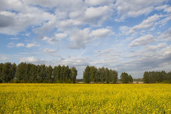 Sommer-Rapsfeld — Stockfoto