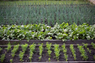 Farklı otlar ile yaz bahçe yatak