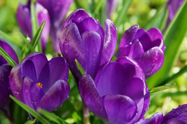 Vackra lila krokus — Stockfoto