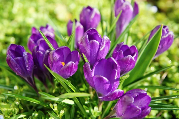 สวย สีม่วง crocus — ภาพถ่ายสต็อก