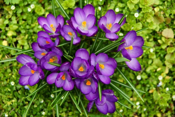 Schöner lila Krokus — Stockfoto