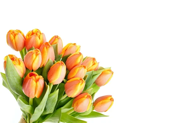 Hermosas flores tulipán — Foto de Stock