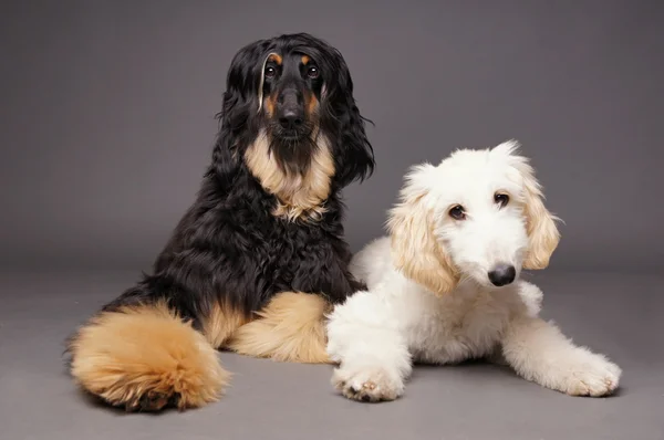 Söpö afgaanikoira koiranpennun kanssa — kuvapankkivalokuva