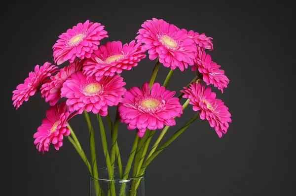 Bouquet of fresh pink gerberas — Stock Photo, Image