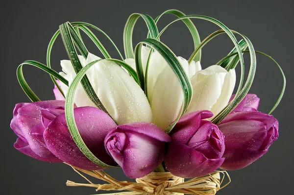 Cores tulipas — Fotografia de Stock