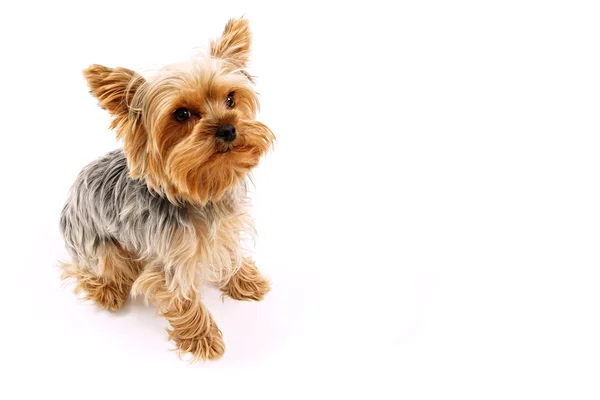 Yorkshire Terrier looking at camera — Stock Photo, Image