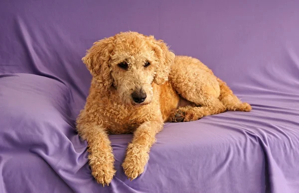 Αυστραλίας labradoodle σκυλί Φωτογραφία Αρχείου