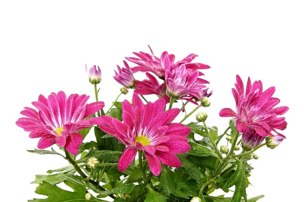 Vacker rosa chrysanthemum blommor — Stockfoto