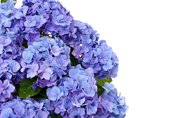 Beautiful hydrangea with dew drops — Stock Photo, Image