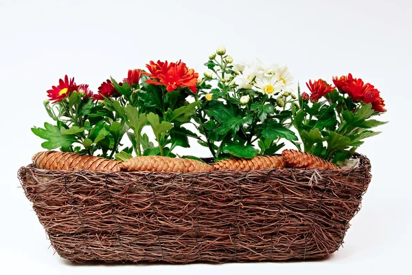 Krysantemum i en korg och tall kottar — Stockfoto