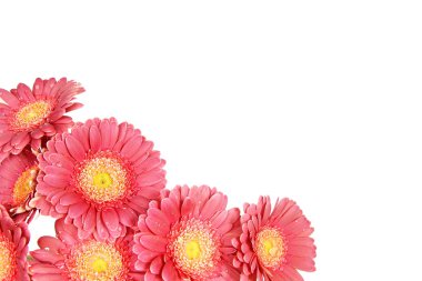 Taze pembe gerbera buketi