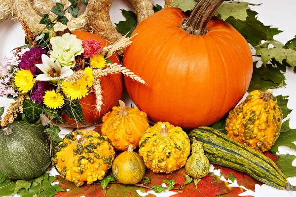 Decoration with pumpkins and flowers — Stock Photo, Image