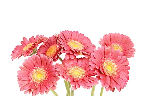 Аромат свежих розовых герберов — стоковое фото