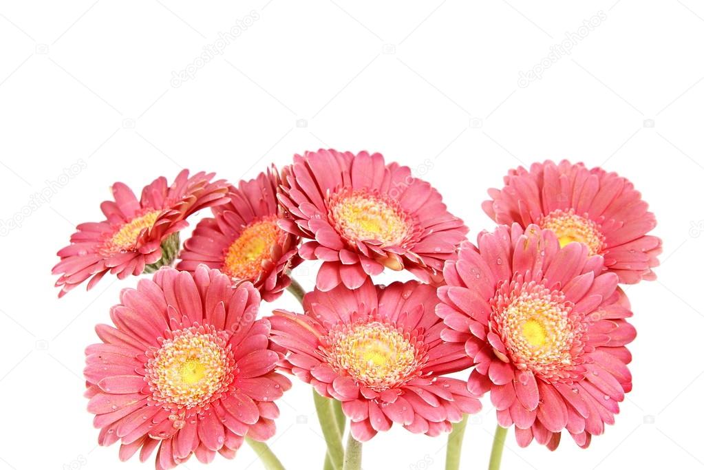 Bouquet of fresh pink gerberas
