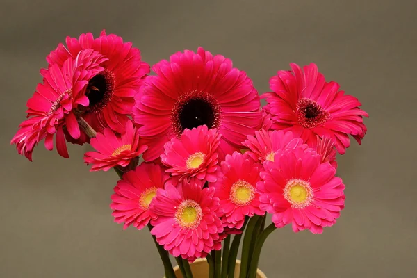 Ramo de gerberas rosadas frescas — Foto de Stock