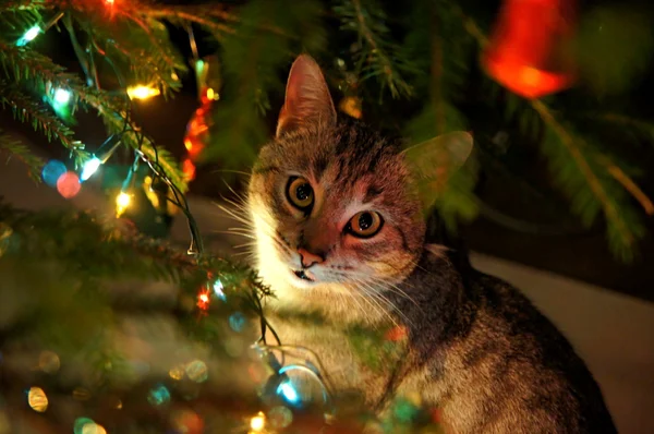 Γάτα κάτω από το χριστουγεννιάτικο δέντρο Royalty Free Εικόνες Αρχείου