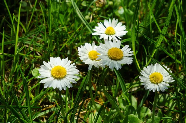 Margaridas de primavera na grama — Fotografia de Stock