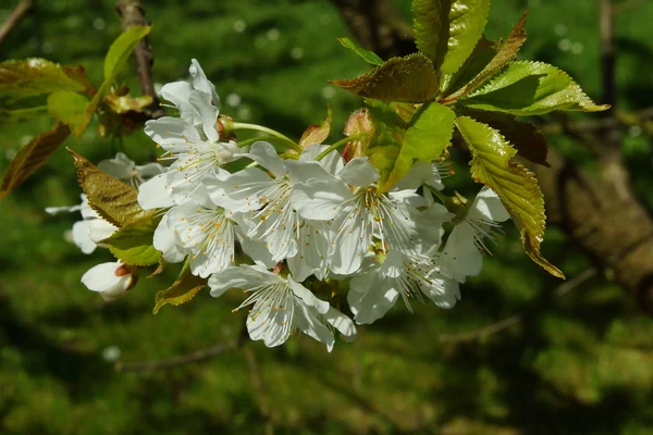 Třešňové květy třešní v zahradě — Stock fotografie