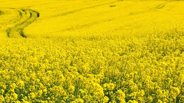 Κίτρινα άνθη κραμβόσπορου στο χωράφι Φωτογραφία Αρχείου