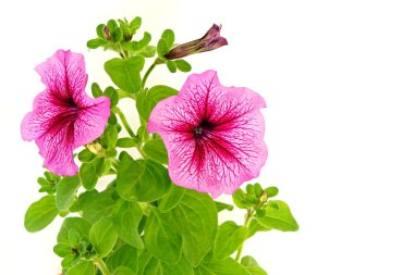 Güzel pembe Petunya çiçek tencerede