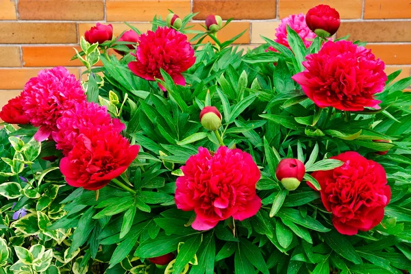 Bahçe içinde kırmızı peonies