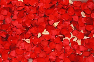 Su üzerinde kırmızı gül