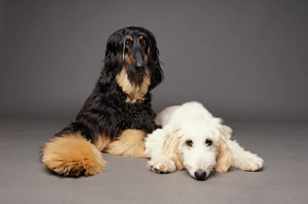 Cão afegão com cachorro de cão afegão — Fotografia de Stock