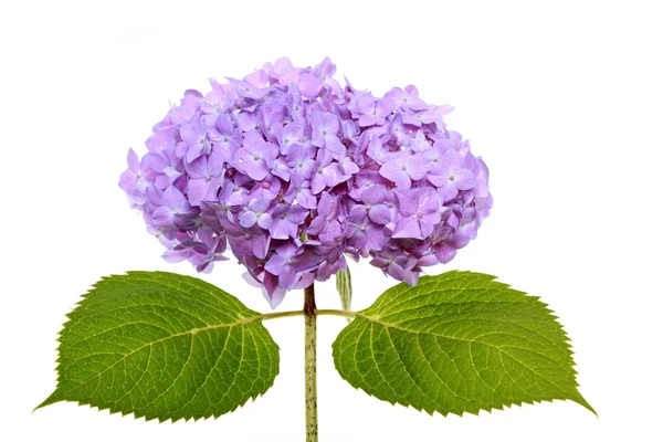 美しい青い紫陽花 — ストック写真