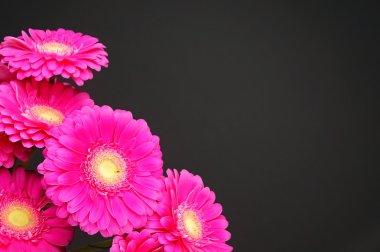Taze pembe gerbera buketi