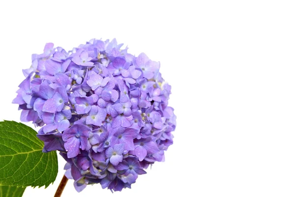 Güzel mavi ortancaları