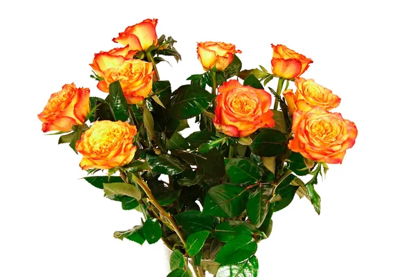 Помаранчеві троянди квіти у вазі — стокове фото