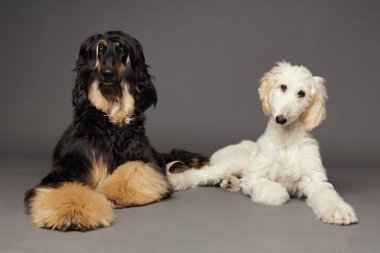 Afgan Tazısı köpek yavrusu Afgan Tazısı