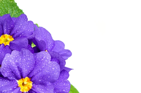 Belles fleurs primula bleues — Photo