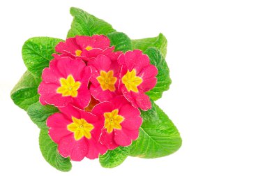 Güzel pembe primula çiçekler