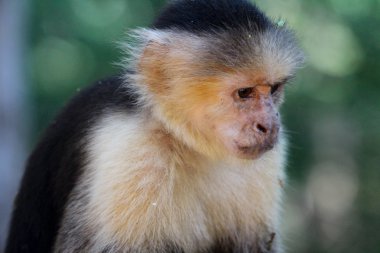 Capuchin aşağı bakıyor