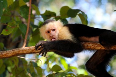 Dilini capuchin