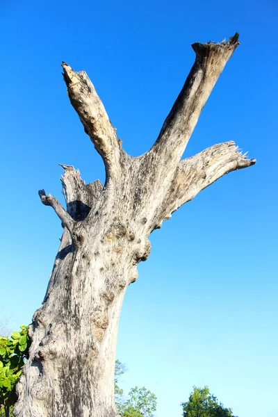 Büyük duran ağaç gövde