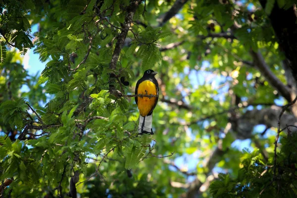 Küçük ağaç dalı üzerinde tünemiş Karabaş Trogon