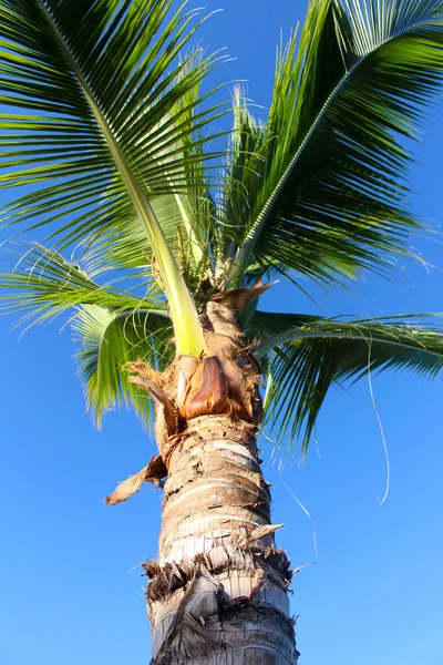 Mavi gökyüzüne karşı palmiye ağacı